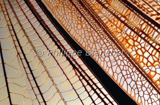 aile locusta migratoria.JPG - Gros plan, ailes de Locusta migratoriaCriquet migrateurMigratory locust wingsOrthoptera, AcrididaeFrance